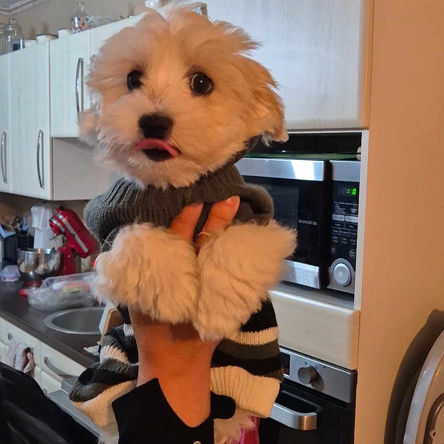 Algo a rejoint le concours — aidez-le/la à gagner de superbes lots ! animal, appliance, cabinet, countertop, cozy, cute, dog, fur, hand, holding, indoor, kitchen, microwave, oven, pet, portrait, small_dog, sweater, tongue, white_dog
