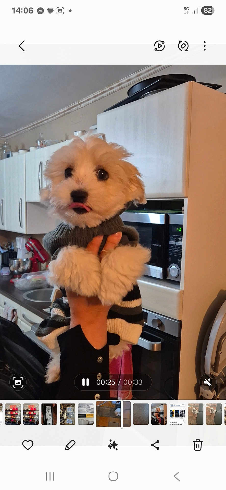 Algo a rejoint le concours — aidez-le/la à gagner de superbes lots ! dog, white_dog, sweater, pet, cute, kitchen, hand, appliance, microwave, oven, countertop, cabinet, indoor, fur, small_dog, animal, portrait, cozy, holding, tongue