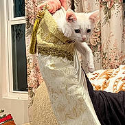 Aster is registered to the contest to win money with this photo: blanket, cat, couch, cozy, curtains, cute, decor, fabric, floral, furniture, hand, holiday, indoor, kitten, pattern, pet, pillow, stocking, white_cat, window