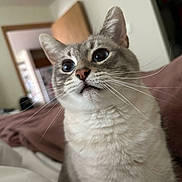 Nova is registered to the contest to win money with this photo: cat, close_up, indoor, curious, whiskers, ears, feline, pet, animal, fur, face, wide_eyes, domestic_cat, bed, blanket, home, soft_light, cute, mammal, looking_up