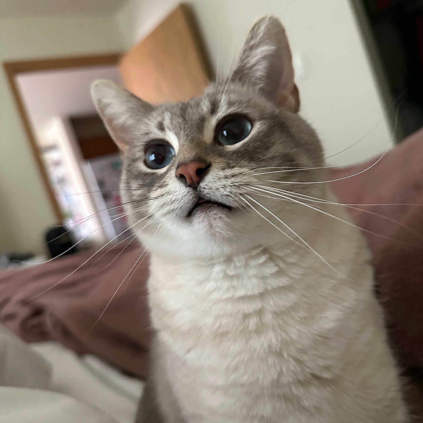 Nova is registered to the contest to win money with this photo: animal, bed, blanket, cat, close_up, curious, cute, domestic_cat, ears, face, feline, fur, home, indoor, looking_up, mammal, pet, soft_light, whiskers, wide_eyes