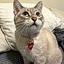 cat, blue_eyes, pet_collar, heart_tag, indoor, feline, whiskers, fluffy, sitting, looking_up, blanket, pillow, domestic_animal, closeup, cute, tabby, soft_fur, collar, animal, adorable