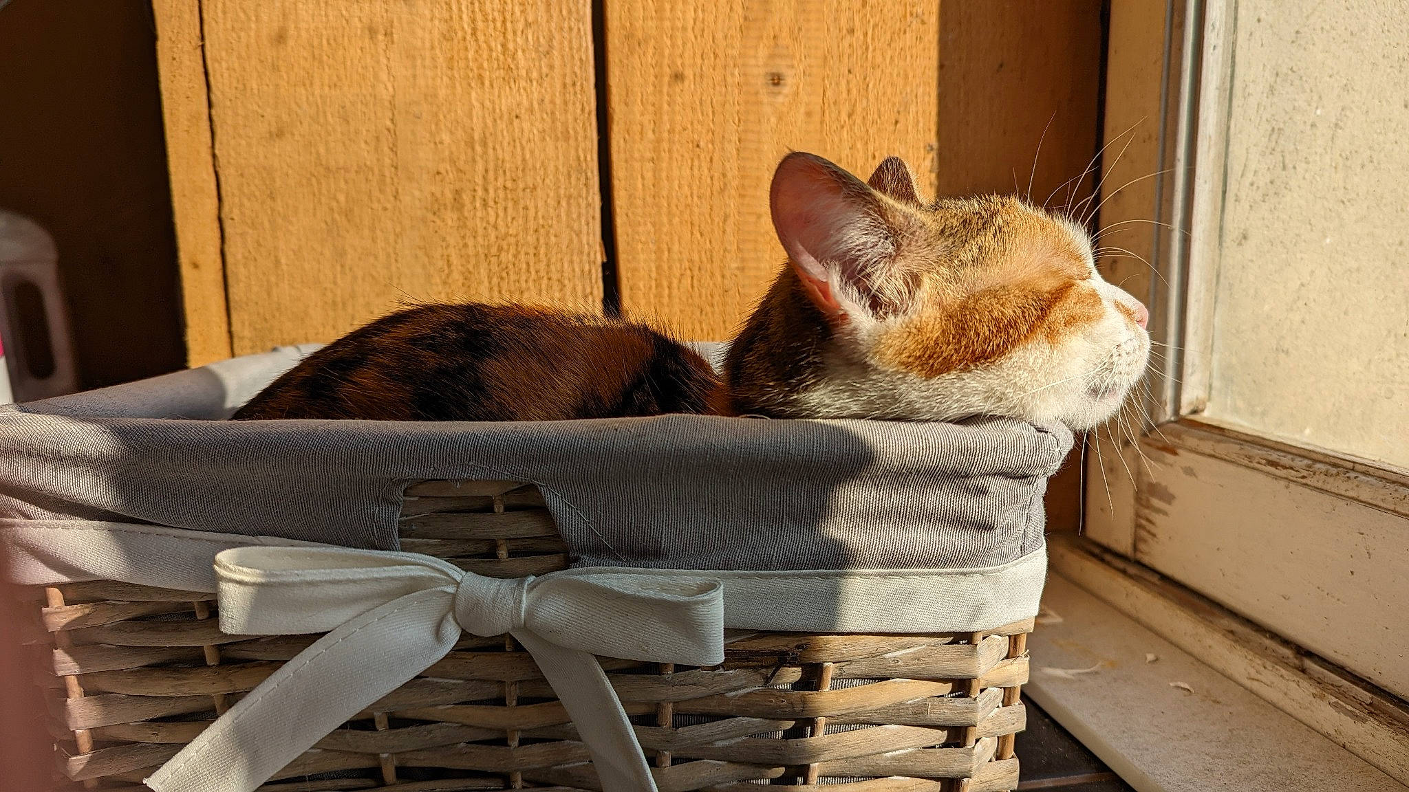 Syphon a rejoint le concours — aidez-le/la à gagner de superbes lots ! basket, carnivore, cat, cat_supply, comfort, domestic_short_haired_cat, fawn, felidae, fur, outdoor_furniture, outdoor_table, sitting, small_to_medium_sized_cats, storage_basket, table, tail, whiskers, wicker, window, wood