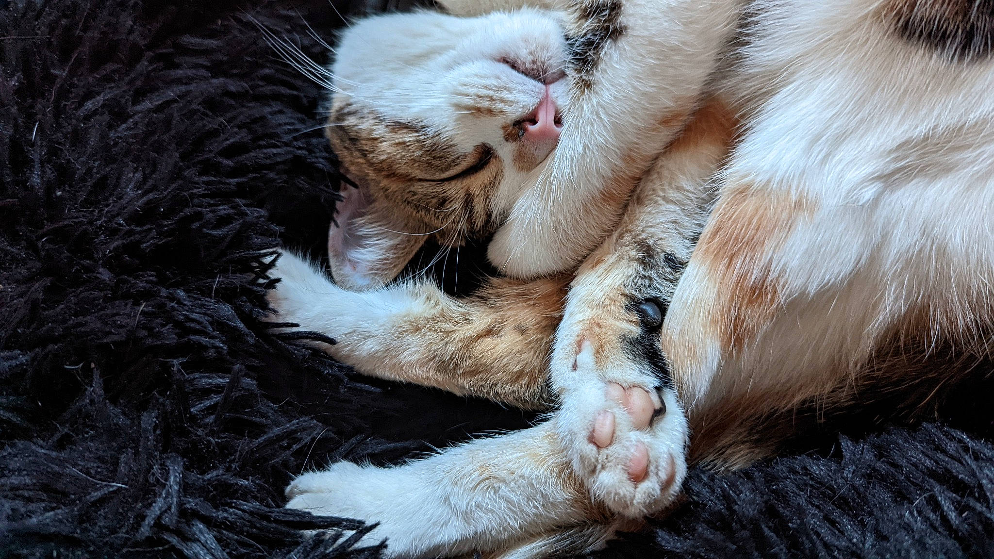 Syphon a rejoint le concours — aidez-le/la à gagner de superbes lots ! carnivore, cat, claw, comfort, domestic_short_haired_cat, fawn, felidae, foot, fur, gesture, grass, human_leg, leg, paw, plant, small_to_medium_sized_cats, snout, tail, terrestrial_animal, whiskers