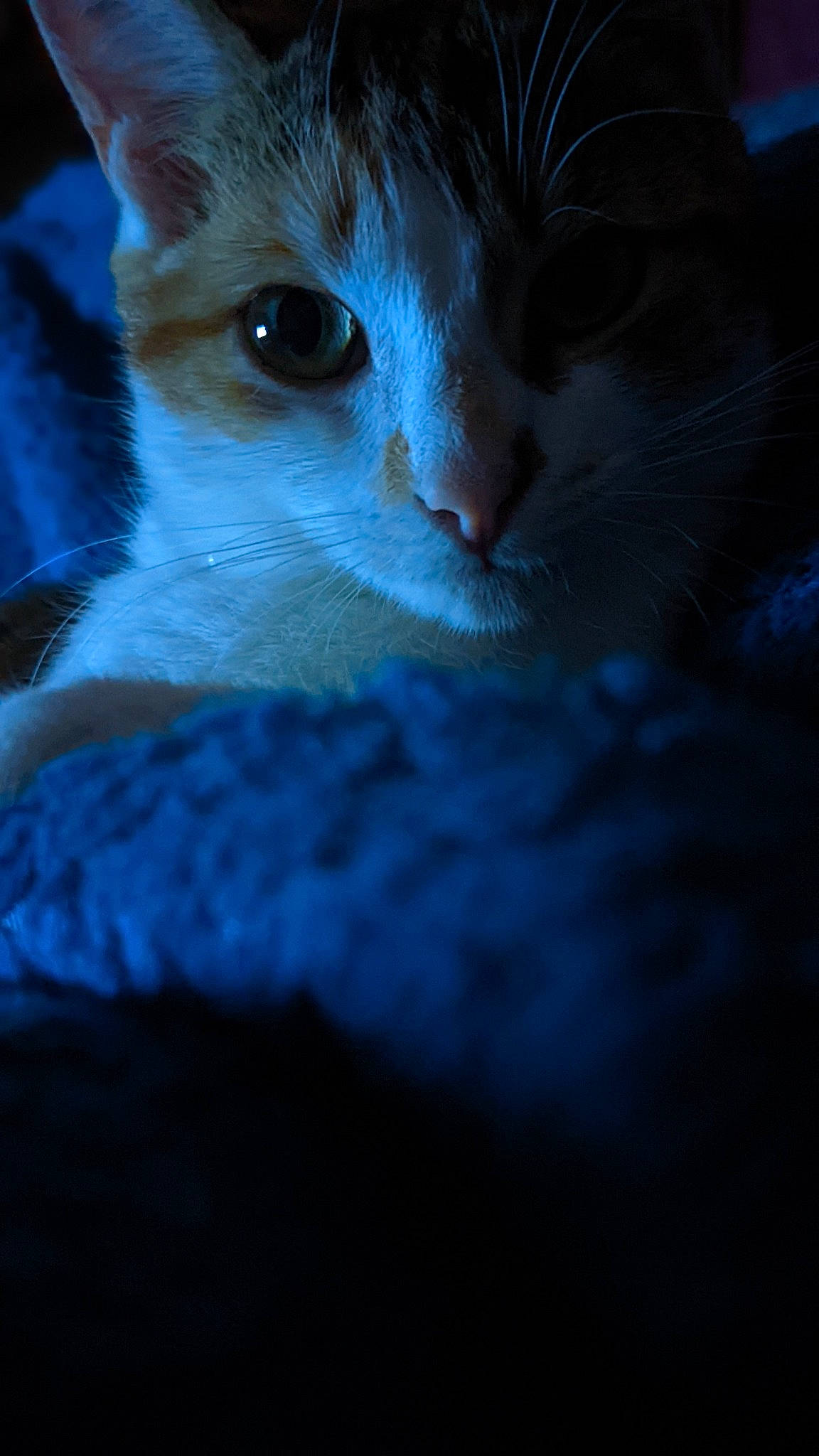 Syphon participe au concours pour gagner de l'argent avec cette photo : blue, carnivore, cat, claw, cloud, darkness, domestic_short_haired_cat, electric_blue, fawn, felidae, fur, iris, paw, small_to_medium_sized_cats, snout, tail, whiskers