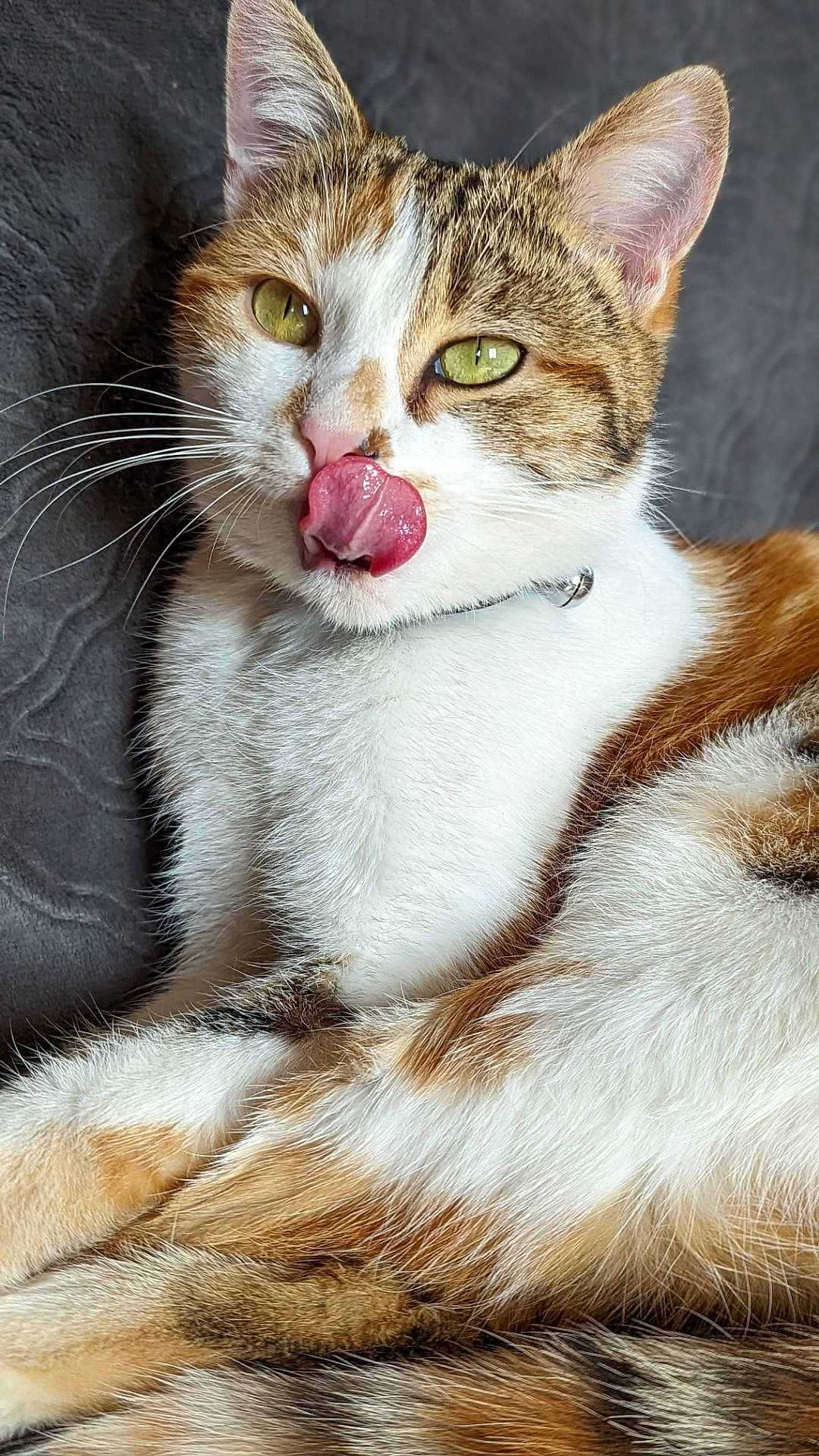 Syphon a rejoint le concours — aidez-le/la à gagner de superbes lots ! carnivore, cat, domestic_short_haired_cat, fawn, felidae, fur, paw, photography, small_to_medium_sized_cats, snout, terrestrial_animal, whiskers, window