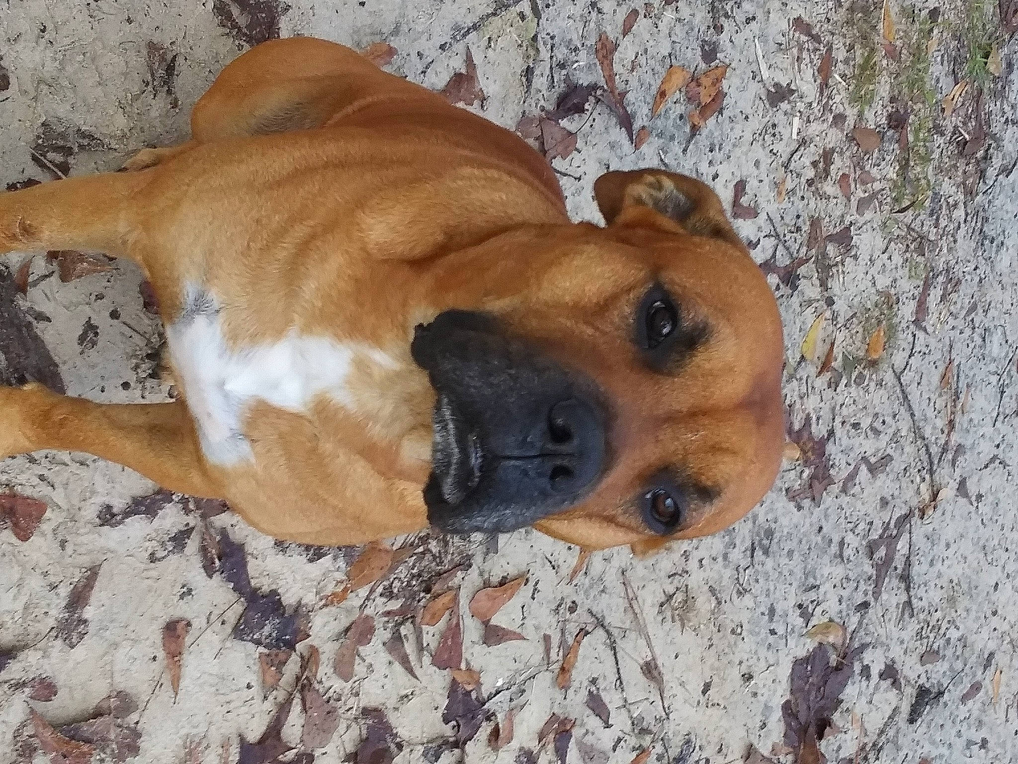 Spike joined the competition — help win amazing prizes! beige, canidae, carnivore, companion_dog, dog, dog_breed, fawn, liver, skin, snout, sporting_group, tan, whiskers, working_animal, working_dog