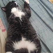 Tom participe au concours pour gagner de l'argent avec cette photo : cat, black_and_white, fluffy, lying_down, paw, bed, blanket, relaxed, sleeping, indoor, pet, cute, feline, whiskers, fur, animal, resting, cozy, soft, comfort