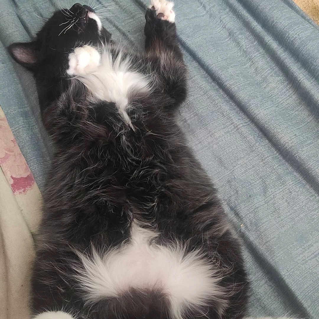 Tom participe au concours pour gagner de l'argent avec cette photo : cat, black_and_white, fluffy, lying_down, paw, bed, blanket, relaxed, sleeping, indoor, pet, cute, feline, whiskers, fur, animal, resting, cozy, soft, comfort