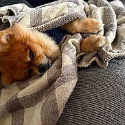 Aslan joined the competition — help win amazing prizes! dog, pomeranian, blanket, cozy, resting, indoor, pet, fur, sleepy, couch, plush, comfort, warm, relaxed, animal, cute, small_dog, snuggle, nap, domestic_animal