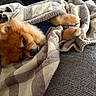 dog, pomeranian, blanket, cozy, resting, indoor, pet, fur, sleepy, couch, plush, comfort, warm, relaxed, animal, cute, small_dog, snuggle, nap, domestic_animal