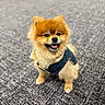 Aslan is registered to the contest to win money with this photo: dog, pomeranian, pet, animal, canine, fur, smiling, sitting, indoor, carpet, clothing, jacket, fur_coat, cute, small_dog, friendly, happy, fluffy, portrait, domestic_animal