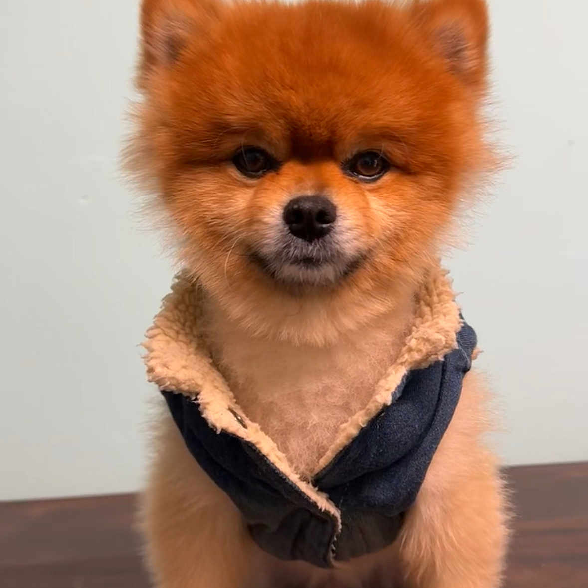 Aslan is registered to the contest to win money with this photo: dog, pomeranian, pet, animal, fur, cute, sitting, jacket, clothing, indoor, portrait, small_dog, brown_fur, fluffy, domestic_animal, looking_at_camera, wooden_surface, cozy, adorable, house_pet