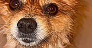 Aslan joined the competition — help win amazing prizes! dog, wet, bath, fur, close_up, pet, animal, brown, ears, snout, whiskers, cute, looking_up, bathtub, water, expression, portrait, muzzle, domestic_animal, canine