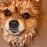 dog, wet, bath, fur, close_up, pet, animal, brown, ears, snout, whiskers, cute, looking_up, bathtub, water, expression, portrait, muzzle, domestic_animal, canine