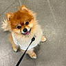 Aslan joined the competition — help win amazing prizes! dog, pomeranian, fluffy, orange, cream, pet, leash, white_shirt, happy, tongue_out, looking_up, indoor, floor, small_dog, cute, animal, companion, portrait, friendly, furry