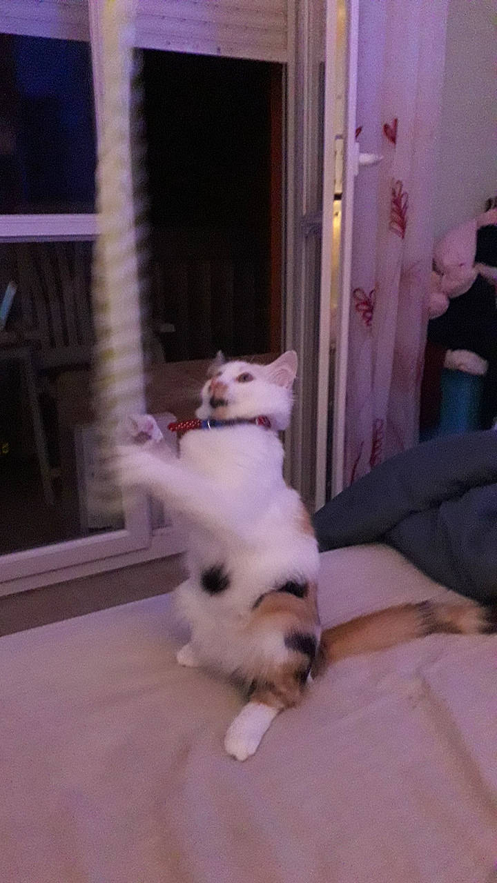 Caline participe au concours pour gagner de l'argent avec cette photo : canidae, carnivore, cat, dog, dog_breed, fawn, felidae, kitten, mammal, puppy, small_to_medium_sized_cats, tail, turkish_angora, whiskers