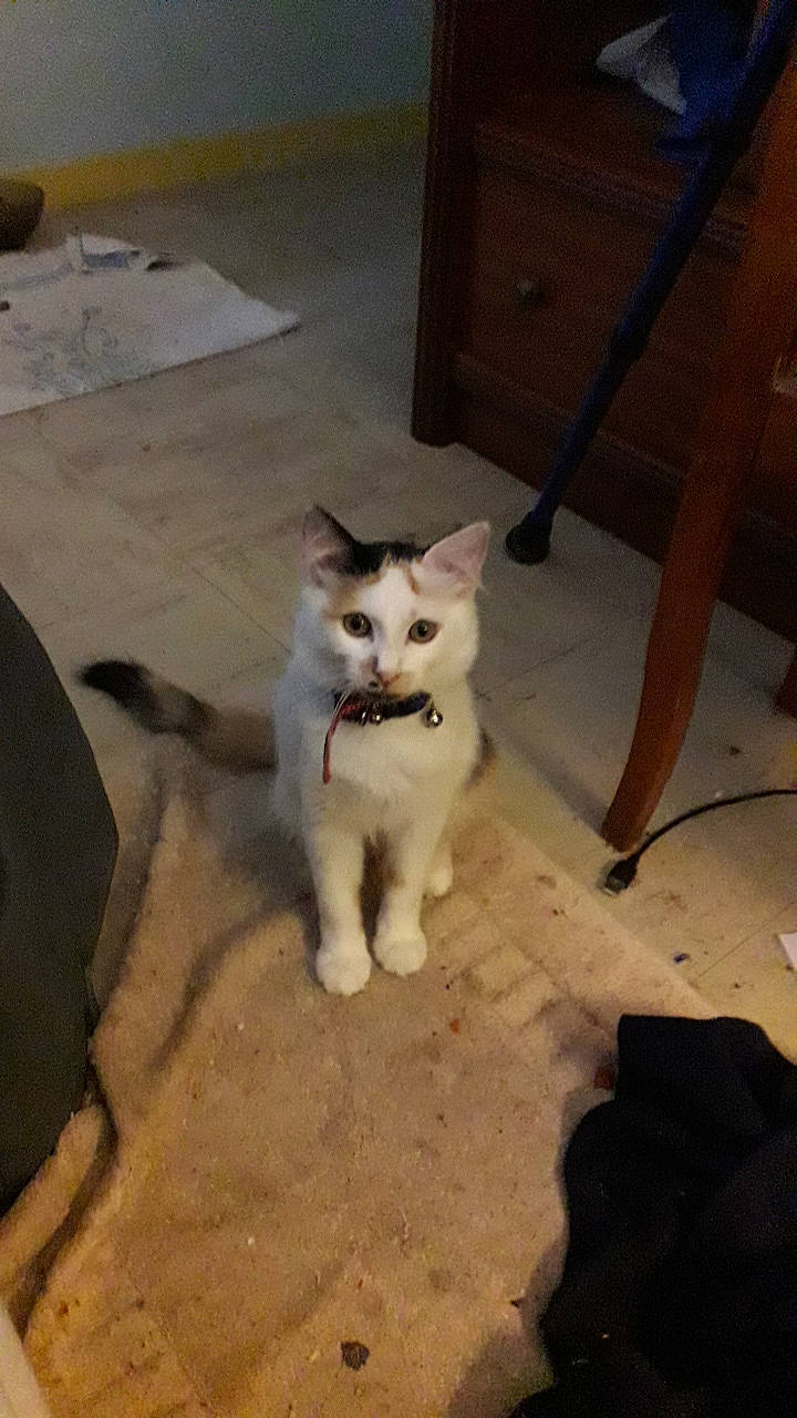 Caline a rejoint le concours — aidez-le/la à gagner de superbes lots ! alaskan_malamute, berger_blanc_suisse, canidae, carnivore, dog, dog_breed, fawn, korean_jindo_dog, mammal, non_sporting_group, pungsan_dog, puppy, rare_breed_dog, samoyed, siberian_husky, sled_dog, vertebrate, white_shepherd