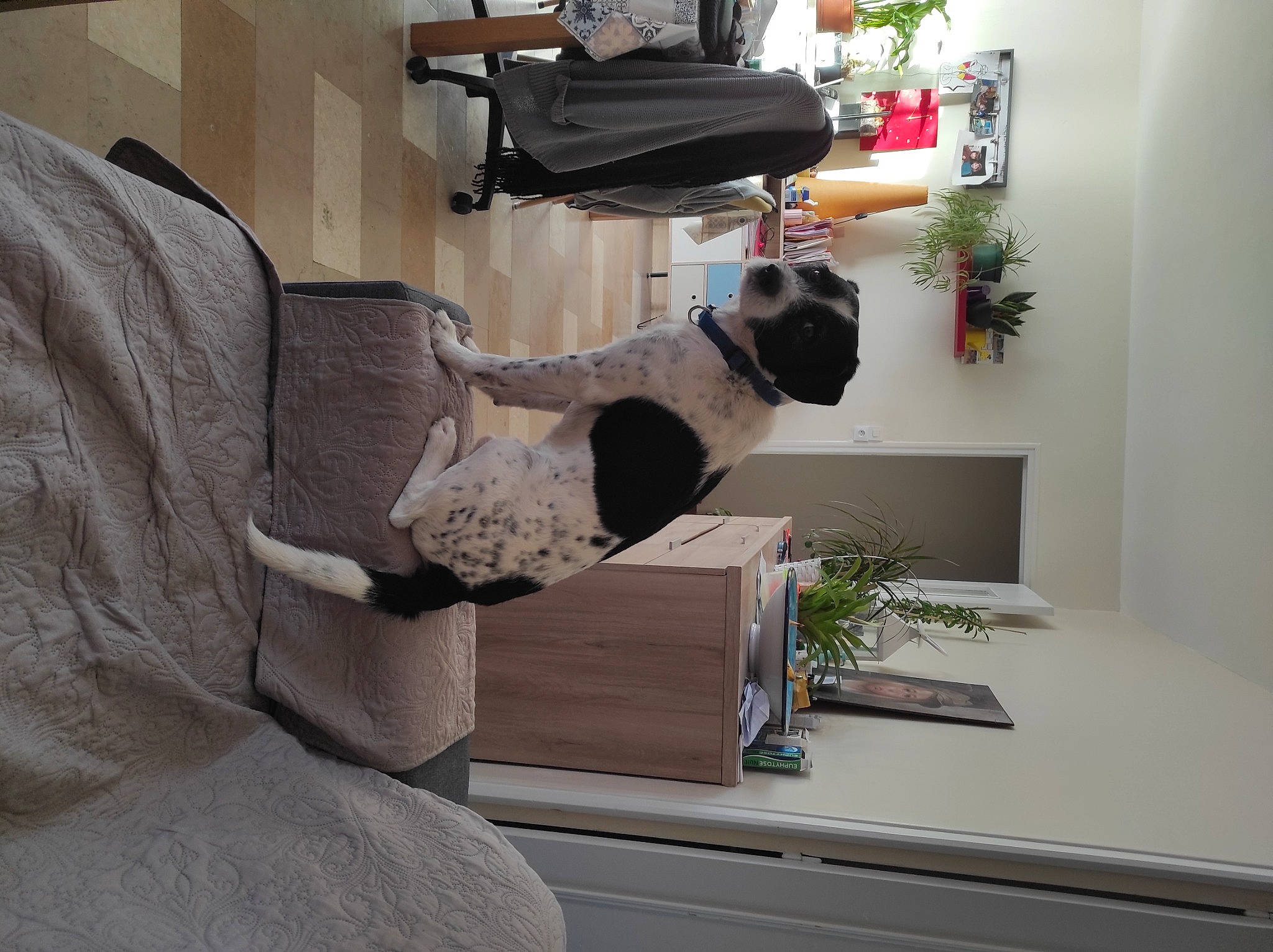 Idaho participe au concours pour gagner de l'argent avec cette photo : carnivore, chair, comfort, dog, flower, flowerpot, furniture, grey, hardwood, houseplant, interior_design, lighting, living_room, plant, property, room, shelf, shelving, wall, wood