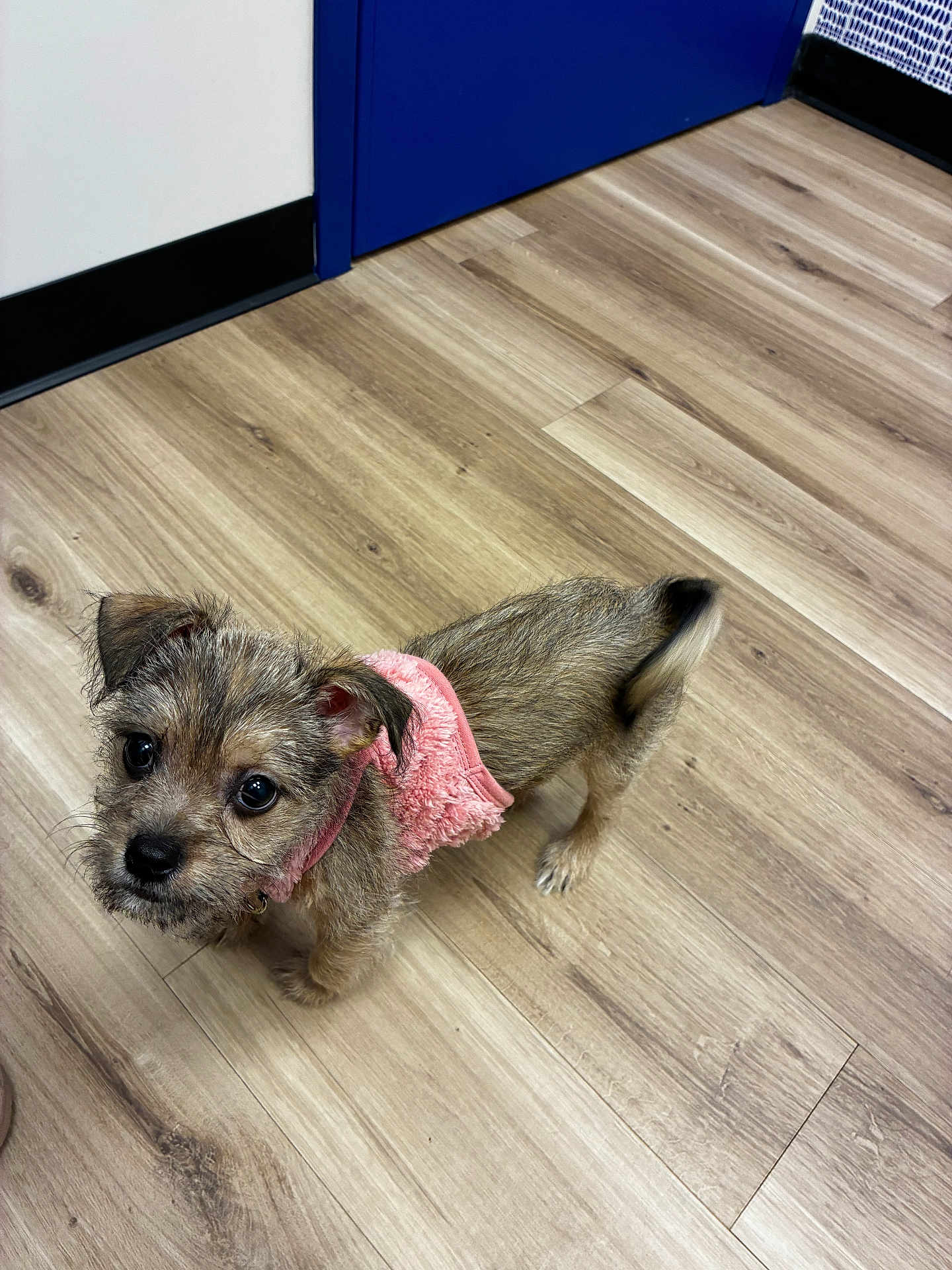 Bunny joined the competition — help win amazing prizes! puppy, dog, pet, indoor, floor, wooden_floor, pink_sweater, small_dog, cute, fur, tail, ears, eyes, looking_up, adorable, domestic_animal, canine, young_dog, animal, companion