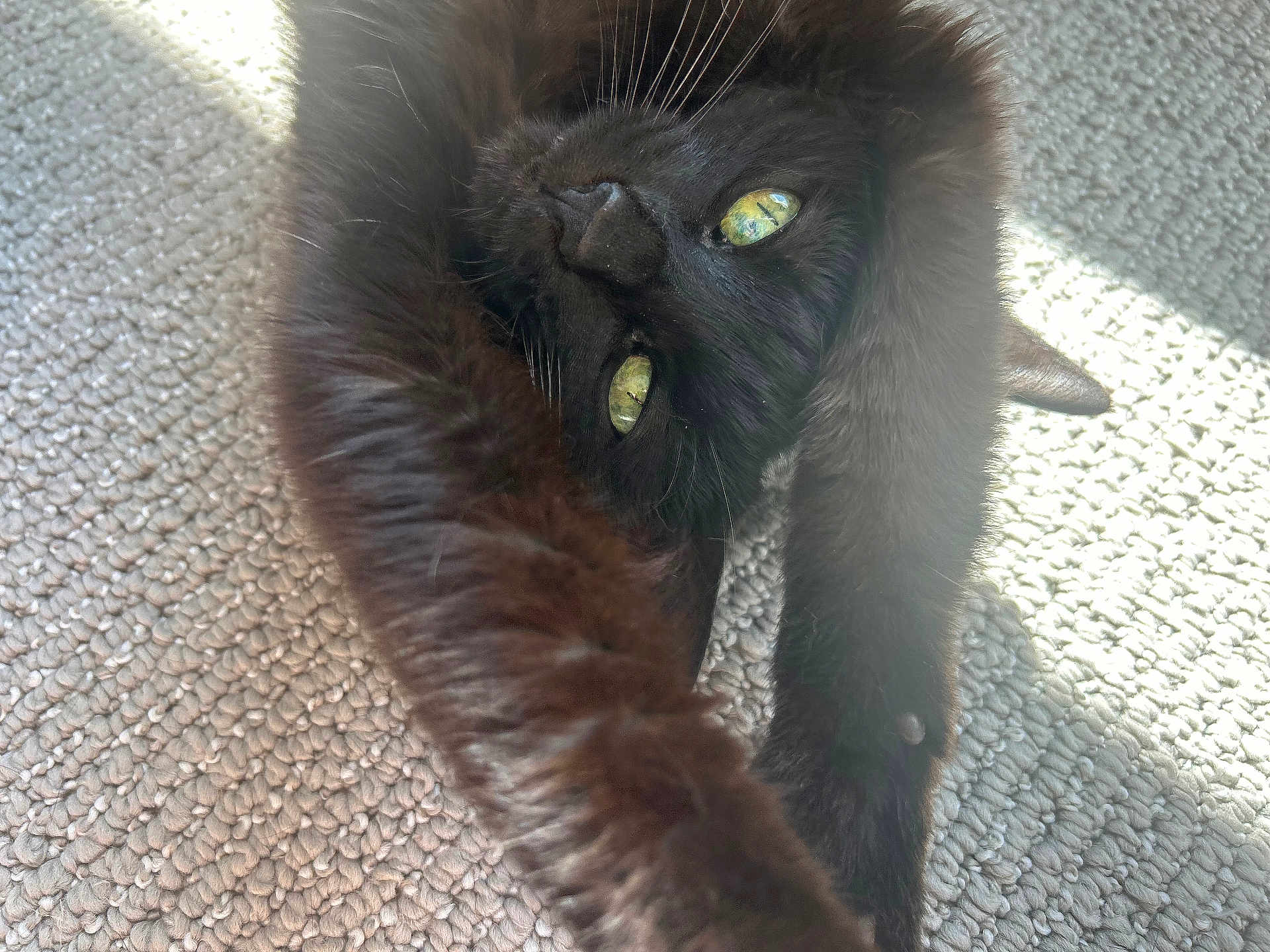 Baylynn is registered to the contest to win money with this photo: cat, black_cat, green_eyes, whiskers, fur, paw, stretching, carpet, sunlight, closeup, portrait, feline, pet, indoor, cozy, texture, shadow, nose, eye_reflection, playful