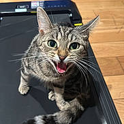 Peanut is registered to the contest to win money with this photo: cat, tabby, green_eyes, meowing, treadmill, indoor, wooden_floor, pet, animal, playful, fur, whiskers, tail, cute, domestic, alert, young_cat, close_up, expression, mammal