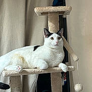 Yusuke participe au concours pour gagner de l'argent avec cette photo : cat, cat_tree, white_cat, black_spots, pet, feline, indoor, animal, relaxed, fur, paw, toy, dangling_toy, perch, curtain, home, comfort, resting, looking, domestic