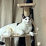 cat, cat_tree, white_cat, black_spots, pet, feline, indoor, animal, relaxed, fur, paw, toy, dangling_toy, perch, curtain, home, comfort, resting, looking, domestic