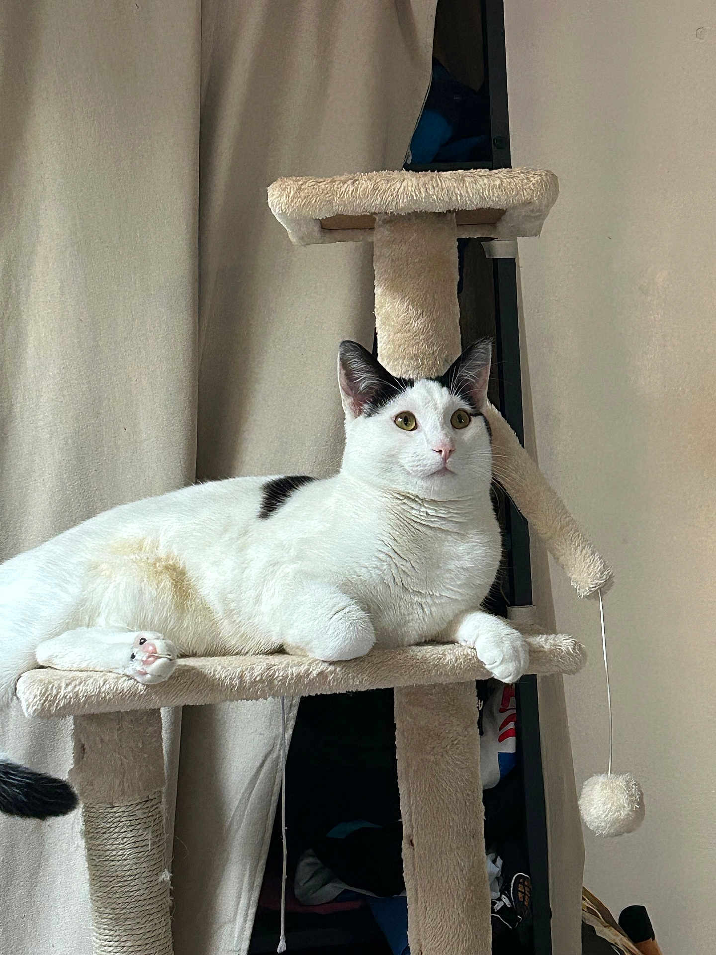 Yusuke participe au concours pour gagner de l'argent avec cette photo : cat, cat_tree, white_cat, black_spots, pet, feline, indoor, animal, relaxed, fur, paw, toy, dangling_toy, perch, curtain, home, comfort, resting, looking, domestic