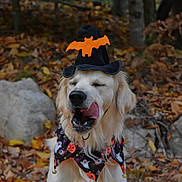 Comet is registered to the contest to win money with this photo: dog, golden_retriever, halloween, witch_hat, bandana, autumn, leaves, forest, outdoor, pet, costume, licking, cute, festive, seasonal, animal, mammal, nature, playful, holiday