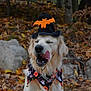 dog, golden_retriever, halloween, witch_hat, bandana, autumn, leaves, forest, outdoor, pet, costume, licking, cute, festive, seasonal, animal, mammal, nature, playful, holiday