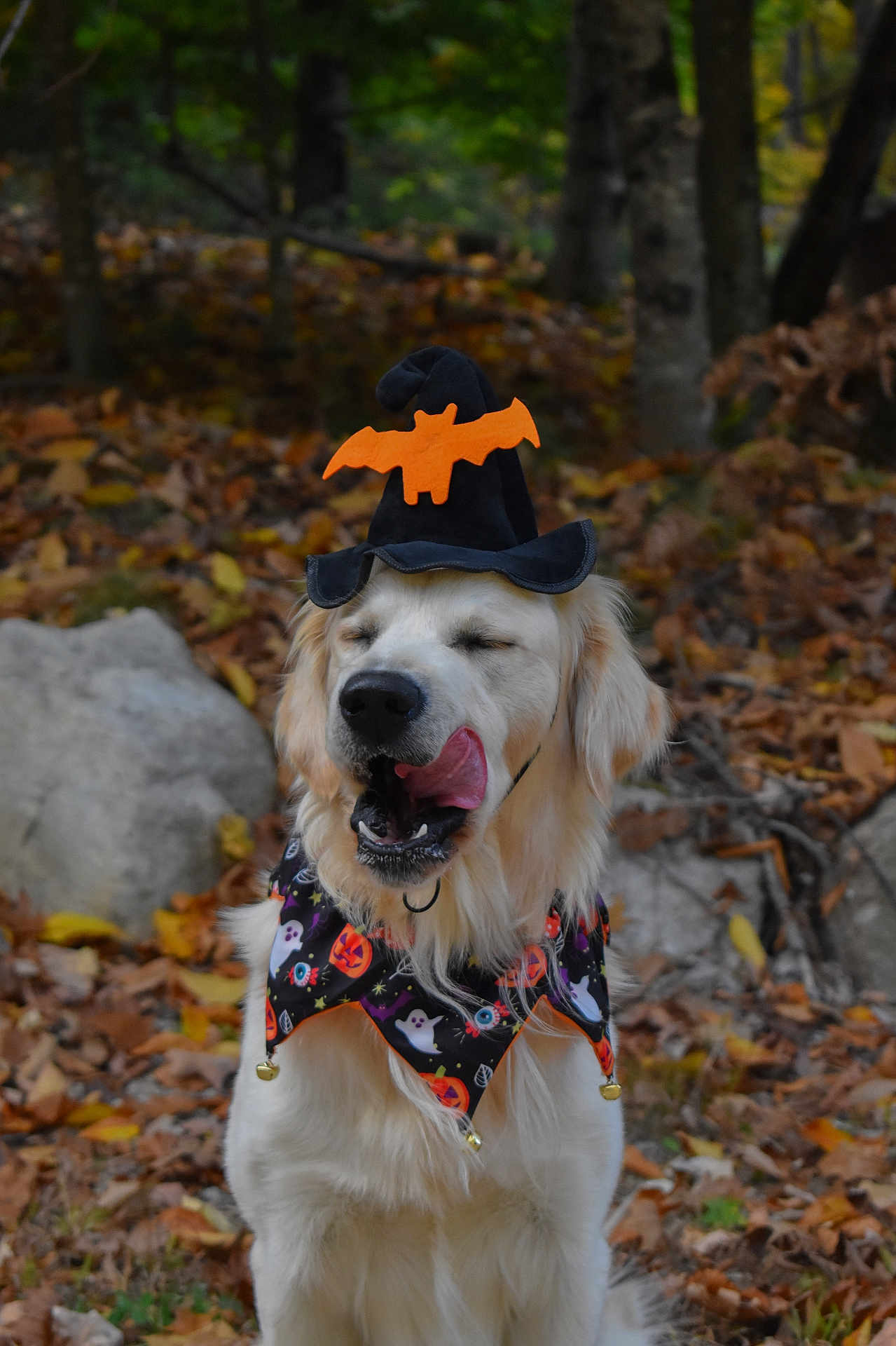 Comet is registered to the contest to win money with this photo: dog, golden_retriever, halloween, witch_hat, bandana, autumn, leaves, forest, outdoor, pet, costume, licking, cute, festive, seasonal, animal, mammal, nature, playful, holiday