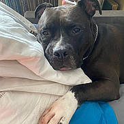 Coco a rejoint le concours — aidez-le/la à gagner de superbes lots ! dog, black_dog, white_paw, resting, indoor, pillow, blanket, cozy, pet, canine, relaxed, close_up, fur, sitting, chain_collar, record_shelf, bookshelf, furniture, head, paw