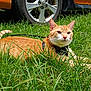 cat, orange_tabby, grass, outdoor, pet, animal, feline, harness, wheel, tire, car, greenery, sunlight, nature, resting, cute, domestic_cat, mammal, whiskers, ears