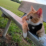 Helios joined the competition — help win amazing prizes! cat, orange_cat, white_paws, harness, bench, park, grass, outdoor, animal, pet, curious, feline, resting, nature, daylight, wide_eyes, close_up, side_view, whiskers, ears