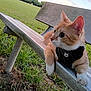 cat, orange_cat, white_paws, harness, bench, park, grass, outdoor, animal, pet, curious, feline, resting, nature, daylight, wide_eyes, close_up, side_view, whiskers, ears