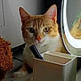 Helios is registered to the contest to win money with this photo: cat, orange_cat, white_cat, indoor, ring_light, desk, organizer, curious, pet, feline, animal, close_up, whiskers, ears, eyes, reflection, soft_light, furniture, table, cozy