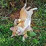 Helios is registered to the contest to win money with this photo: cat, orange_cat, white_cat, grass, plants, garden, outdoor, paw, playful, feline, animal, nature, greenery, relaxed, sunlight, pet, whiskers, ears, tail, soil