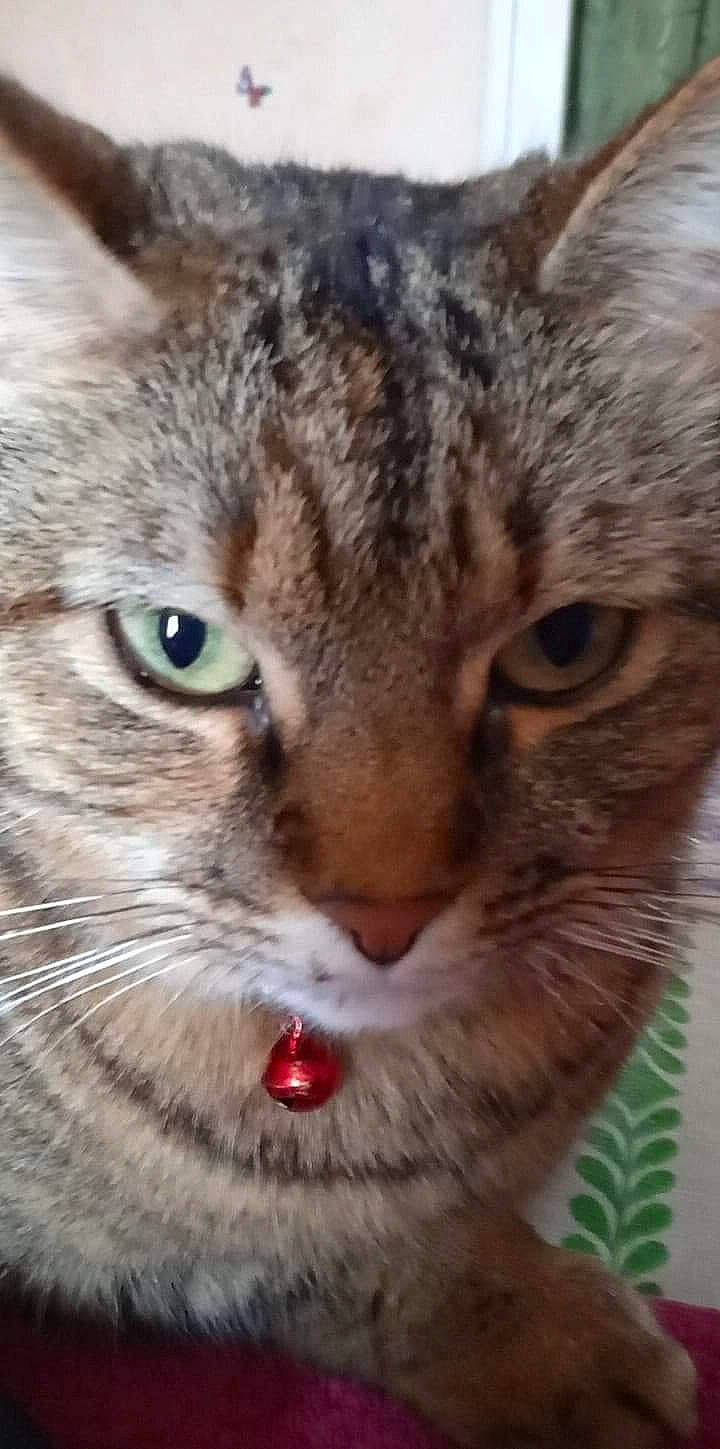 Swinna participe au concours pour gagner de l'argent avec cette photo : carnivore, cat, cat_supply, close_up, domestic_short_haired_cat, felidae, fur, grass, small_to_medium_sized_cats, snout, terrestrial_animal, tree, whiskers, wildlife