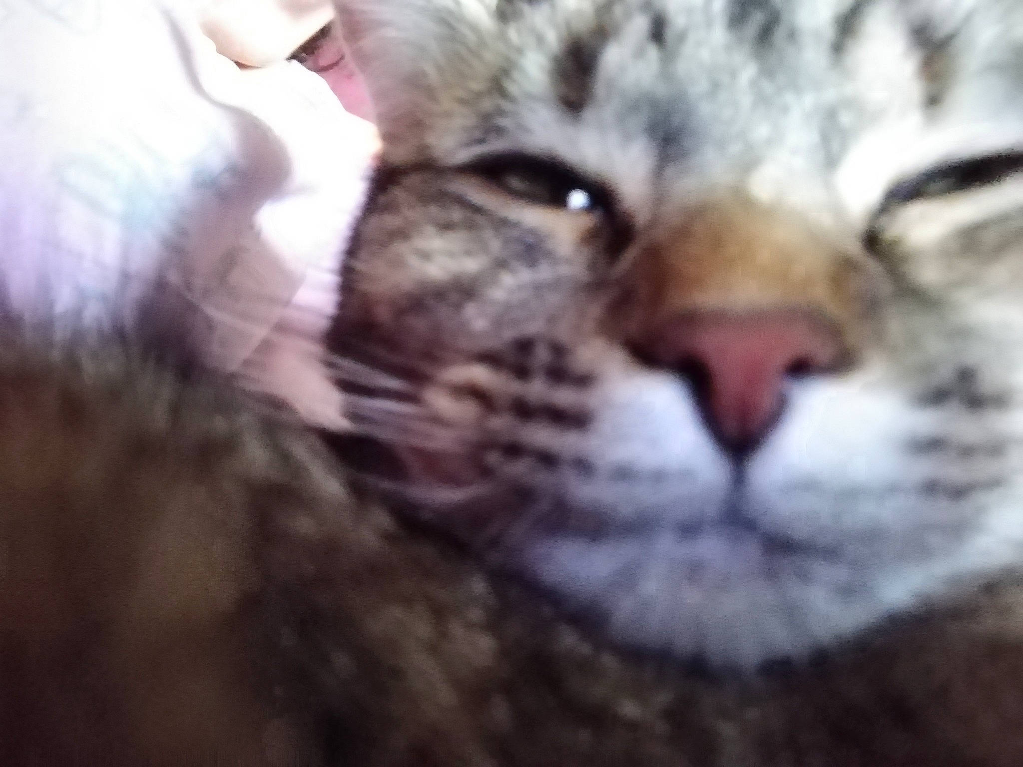 Swinna participe au concours pour gagner de l'argent avec cette photo : asian, carnivore, cat, close_up, dragon_li, egyptian_mau, european_shorthair, eye, felidae, mammal, nose, pixie_bob, small_to_medium_sized_cats, snout, tabby_cat, terrestrial_animal, vertebrate, whiskers, wild_cat, wildlife