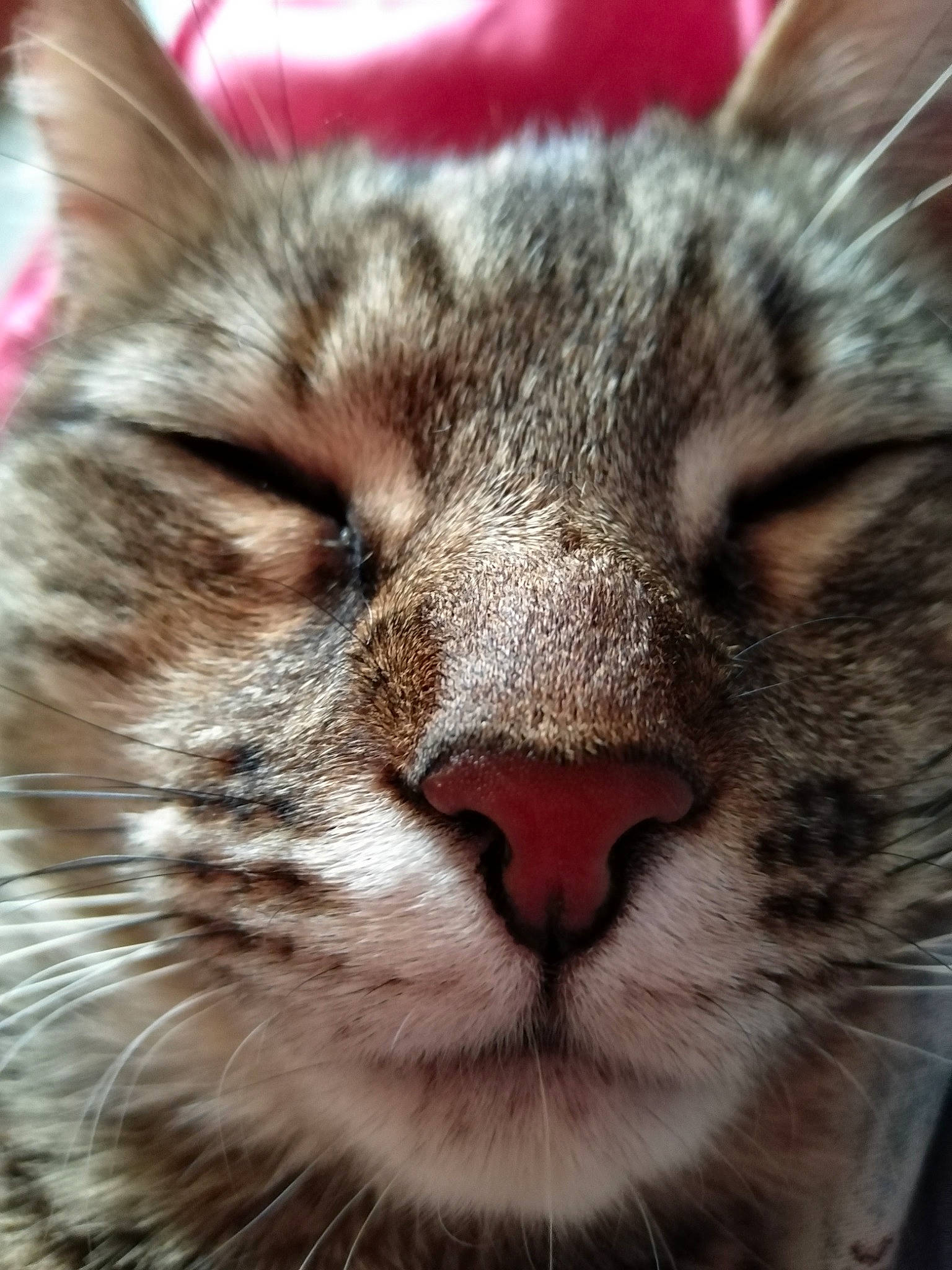 Swinna participe au concours pour gagner de l'argent avec cette photo : american_shorthair, american_wirehair, asian, carnivore, cat, close_up, domestic_short_haired_cat, european_shorthair, eye, facial_expression, felidae, fur, kitten, mammal, mouth, nose, small_to_medium_sized_cats, snout, tabby_cat, whiskers