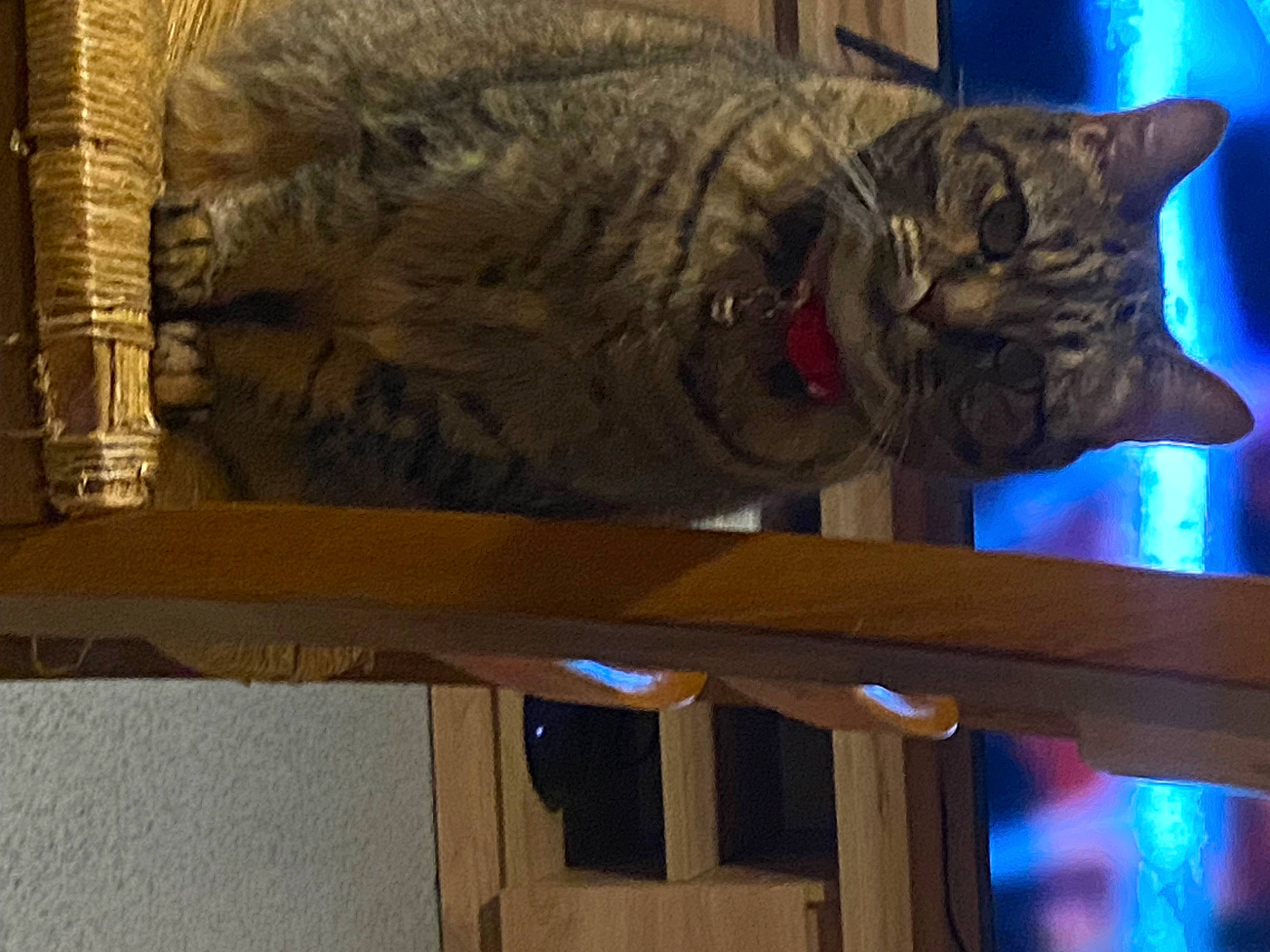 Swinna participe au concours pour gagner de l'argent avec cette photo : art, carnivore, cat, domestic_short_haired_cat, electric_blue, felidae, fur, glasses, sculpture, small_to_medium_sized_cats, snout, statue, tail, terrestrial_animal, tree, whiskers, window, wood