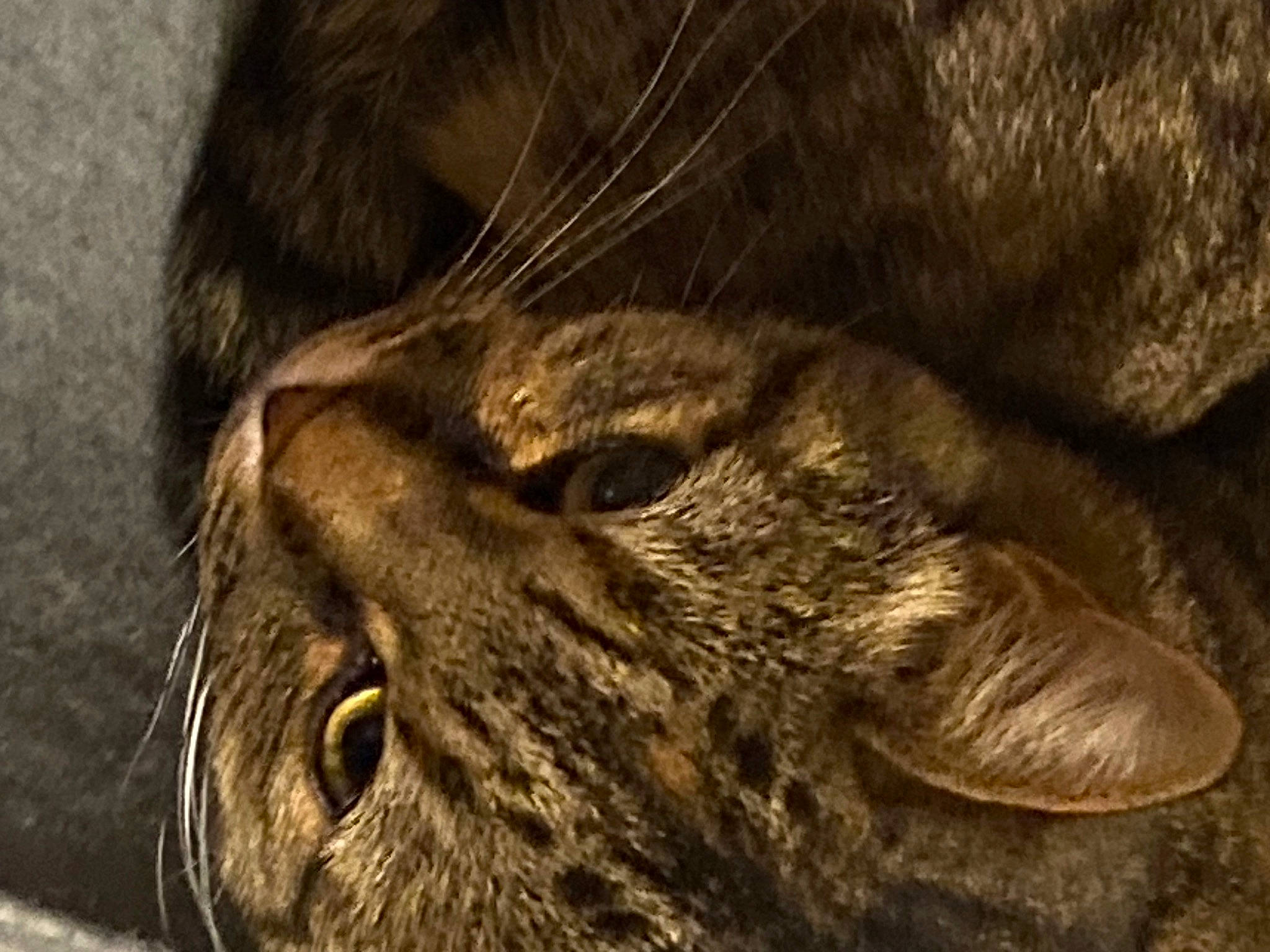 Swinna participe au concours pour gagner de l'argent avec cette photo : brown, carnivore, cat, domestic_short_haired_cat, felidae, fur, natural_material, small_to_medium_sized_cats, snout, terrestrial_animal, whiskers, wildlife, wood