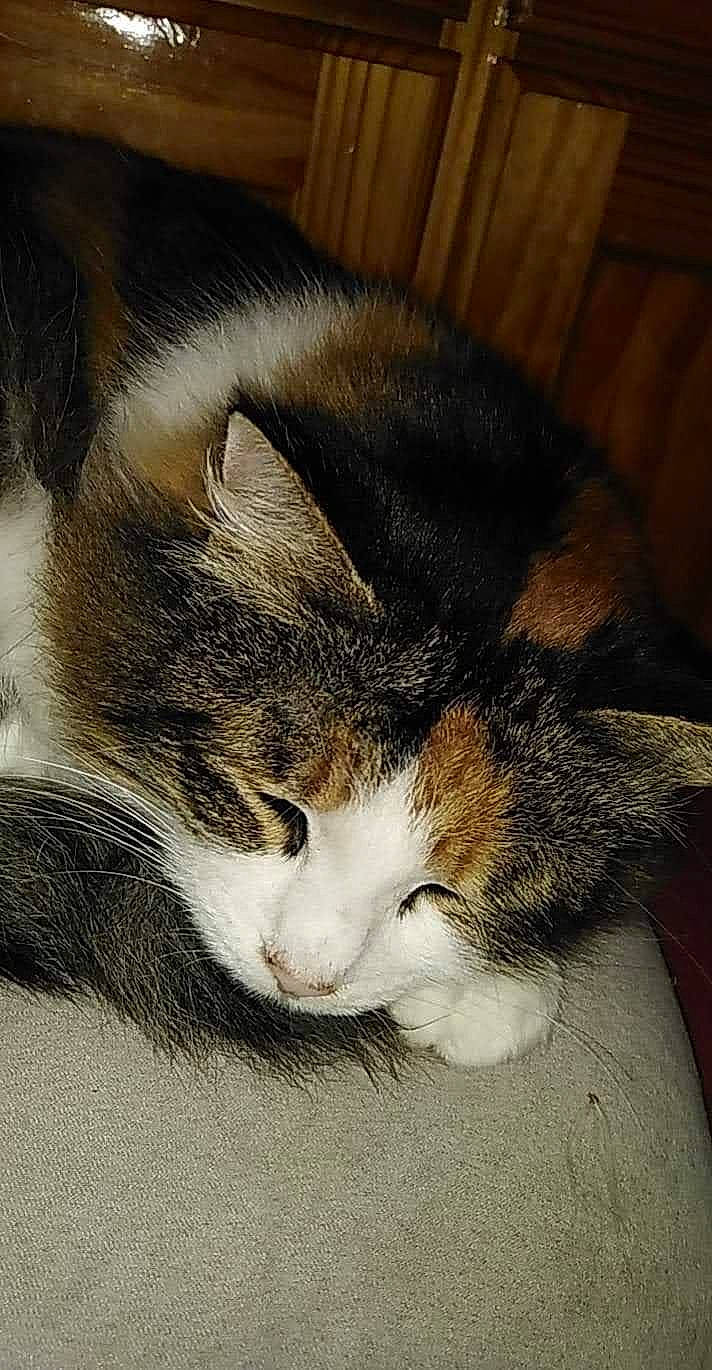 Nelia a rejoint le concours — aidez-le/la à gagner de superbes lots ! carnivore, cat, claw, comfort, domestic_short_haired_cat, ear, felidae, fur, nap, paw, sleep, small_to_medium_sized_cats, snout, tail, terrestrial_animal, whiskers