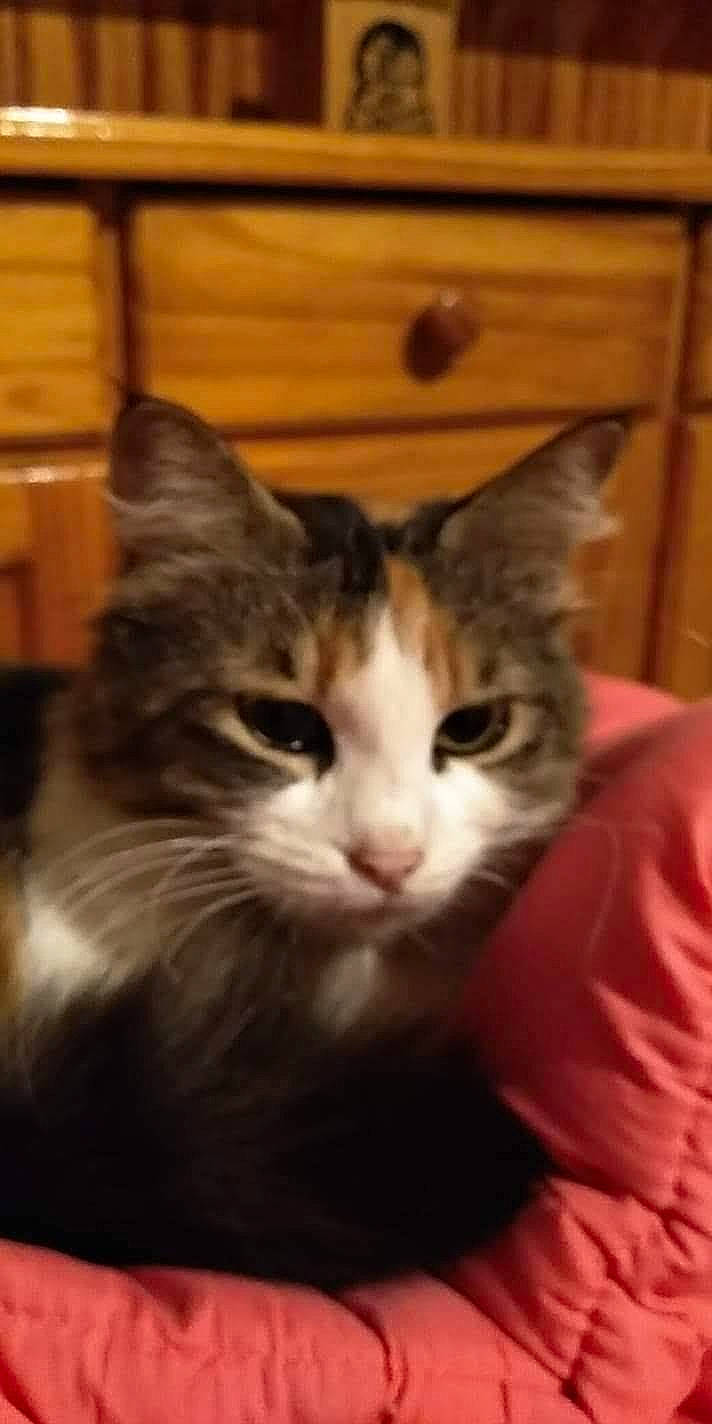 Nelia participe au concours pour gagner de l'argent avec cette photo : carnivore, cat, comfort, domestic_short_haired_cat, ear, eye, felidae, fur, hardwood, plant, sitting, small_to_medium_sized_cats, snout, whiskers, window, wood