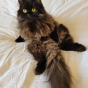 Ducky joined the competition — help win amazing prizes! cat, fluffy, long_hair, yellow_eyes, pet, animal, feline, bed, white_bedspread, tail, sitting, indoor, domestic_cat, curious, relaxed, cute, soft_light, portrait, fur, whiskers