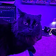 Millie joined the competition — help win amazing prizes! cat, black_cat, indoor, purple_light, bed, furniture, carpet, collectibles, shelf, pet, animal, fur, eyes, whiskers, relaxing, curious, cozy, room, electronics, decor