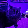 cat, black_cat, indoor, purple_light, bed, furniture, carpet, collectibles, shelf, pet, animal, fur, eyes, whiskers, relaxing, curious, cozy, room, electronics, decor
