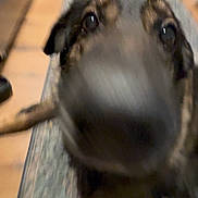 Titan joined the competition — help win amazing prizes! dog, blurry, close_up, indoor, snout, animal, pet, furniture, floor, brown, black, canine, lying_down, carpet, wood_floor, cute, nose, face, paw, home