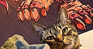 Fayh is registered to the contest to win money with this photo: animal, art, background, cat, claws, closeup, colorful, curious, ears, eyes, fabric, face, feline, indoor, mural, painting, pet, portrait, tabby, whiskers